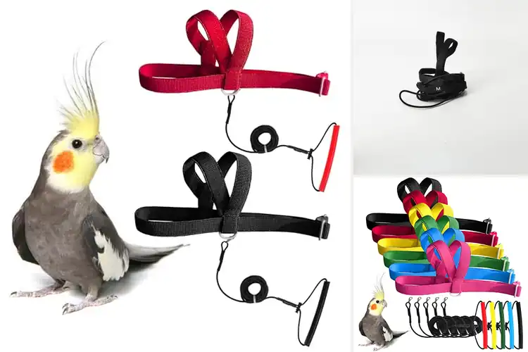 Detailed view of Best Adjustable Bird Harnesses