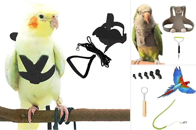 Detailed view of Best Chew-Resistant Parrot Leashes: Top 10 Durable Picks