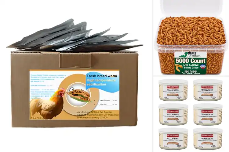 Detailed view of Best Fresh Mealworms: Top 10 Picks for Happy, Healthy Pets