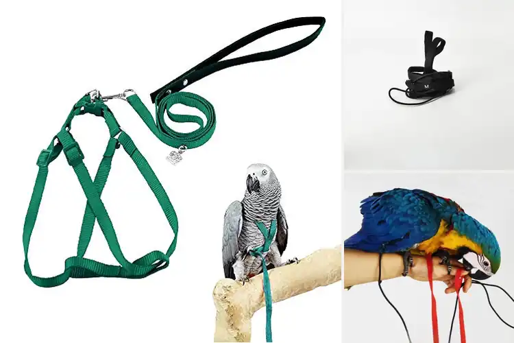 Detailed view of Best Harnesses for Amazon Parrots