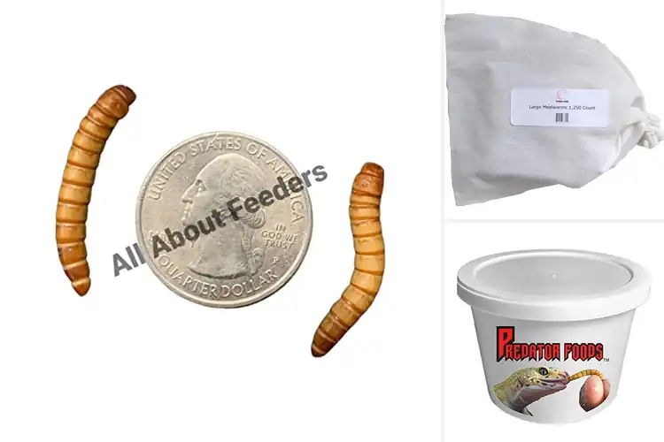 Detailed view of Best Large Mealworms