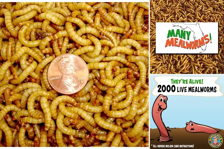 Detailed view of Best Live Mealworms: Top 10 Picks for Healthy Pets